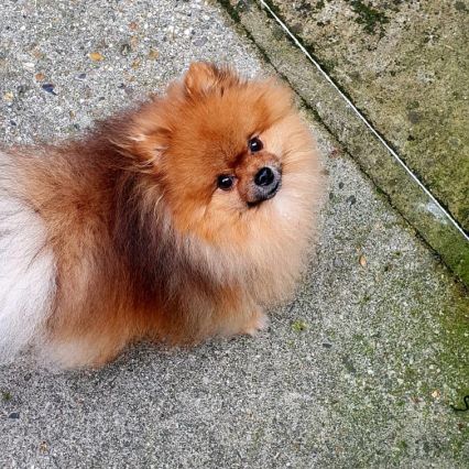 Kai pour saillie, petit chien, grand caractère #3