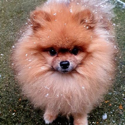 Kai pour saillie, petit chien, grand caractère #4