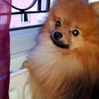 Kai pour saillie, petit chien, grand caractère #5