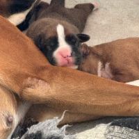 Chiots boxer inscrit au lof , excellente origines #0