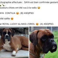 Chiots boxer inscrit au lof , excellente origines #2