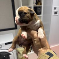 Chiots boxer inscrit au lof , excellente origines #3