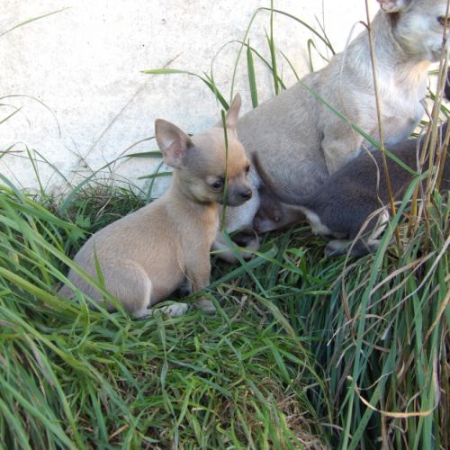 Chiot type chihuahua mâle à vendre #1