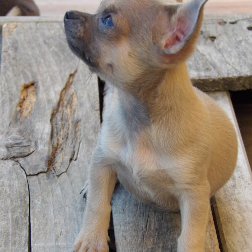 Chiot type chihuahua mâle à vendre #0