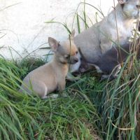 Chiot type chihuahua mâle à vendre #1