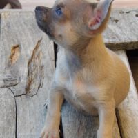 Chiot type chihuahua mâle à vendre