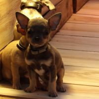 Chiot type chihuahua mâle à vendre #4