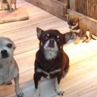 Vente petit père âgé de 5 ans