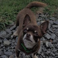 Vente petit père âgé de 5 ans #2