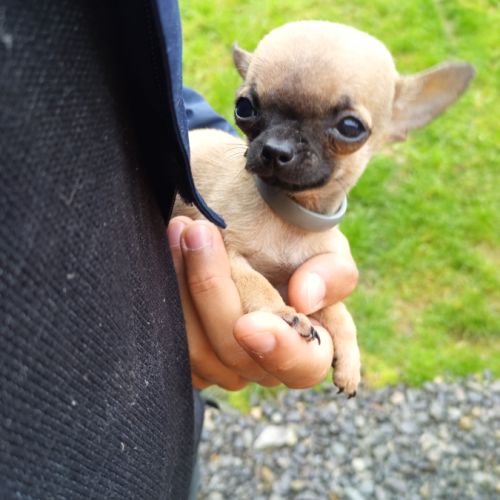 Chiot type chihuahua mini à vendre