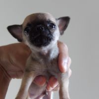 Chiot type chihuahua mini à vendre #1