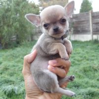 Chiot type chihuahua mini à vendre