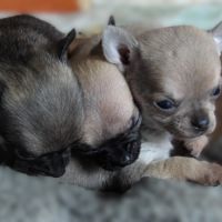 Chiot type chihuahua mini à vendre #3