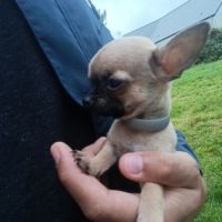 Chiot type chihuahua mini à vendre #2
