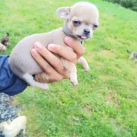 Chiot type chihuahua mini à vendre #3