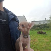 Chiot type chihuahua mini à vendre #4