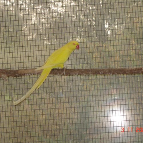 Perruche a collier #1