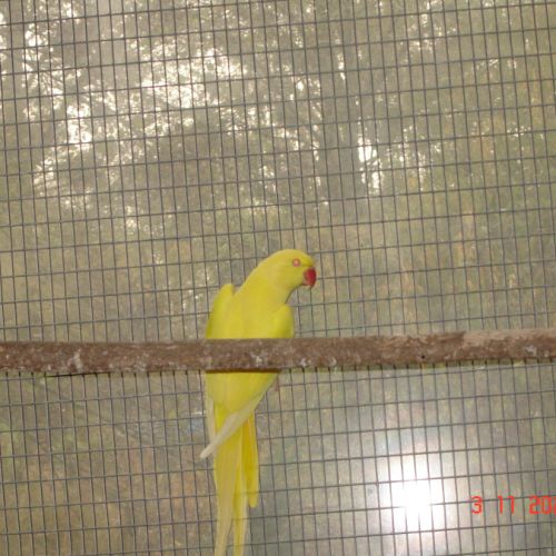 Perruche a collier #3