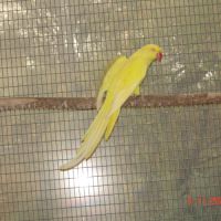 Perruche a collier #2