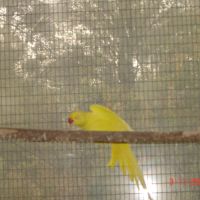 Perruche a collier #0