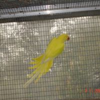 Perruche a collier #5