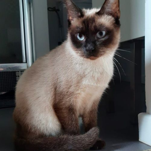 Freya, chatte de 3 ans très calme #0
