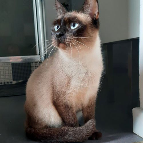 Freya, chatte de 3 ans très calme #2