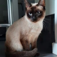 Freya, chatte de 3 ans très calme