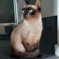 Freya, chatte de 3 ans très calme #2