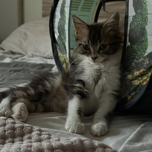 Skippy, adorable chaton à l'adoption