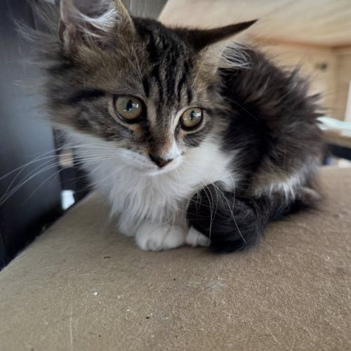 Skippy, adorable chaton à l'adoption #2