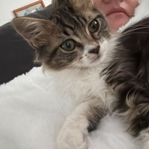 Skippy, adorable chaton à l'adoption #3