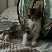 Skippy, adorable chaton à l'adoption