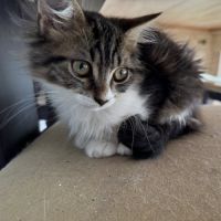 Skippy, adorable chaton à l'adoption #2