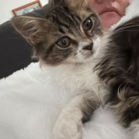 Skippy, adorable chaton à l'adoption #3