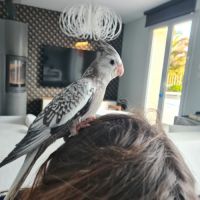 Jeune calopsitte élevé main très apprivoisé #1