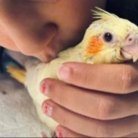 Jeune calopsitte élevé main très apprivoisé #0