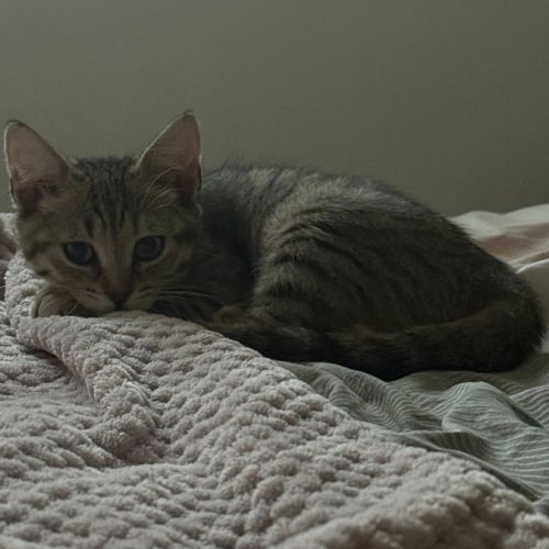 Maya, adorable chaton à l'adoption #1