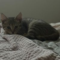 Maya, adorable chaton à l'adoption #1