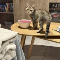 Maya, adorable chaton à l'adoption #3