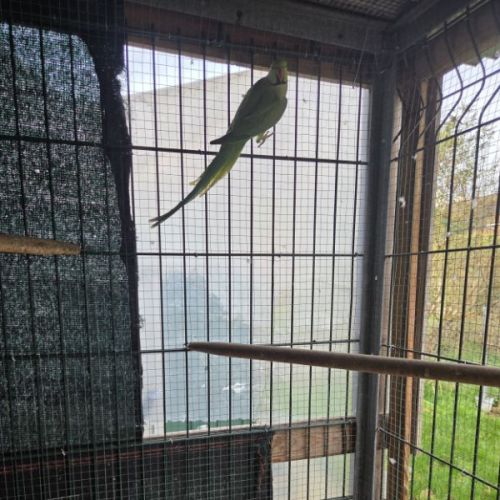 Perruche a collier mâle