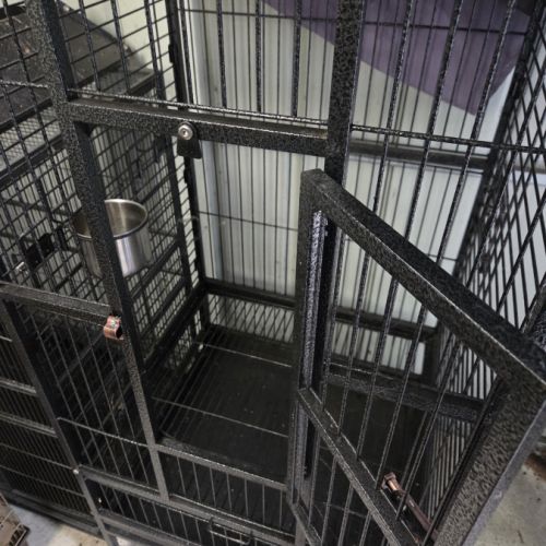 Perruche a collier mâle #4