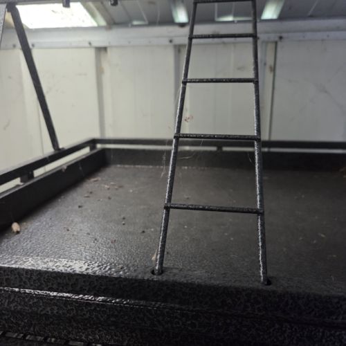 Perruche a collier mâle #5