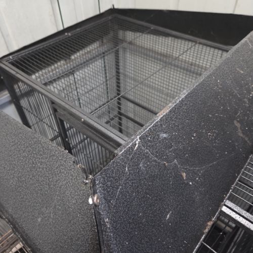 Perruche a collier mâle #6