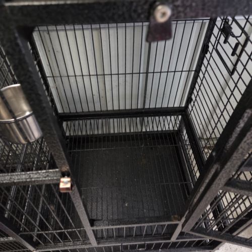 Perruche a collier mâle #7