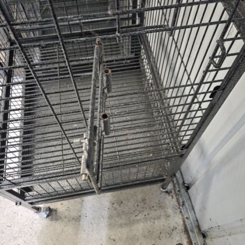 Perruche a collier mâle #8