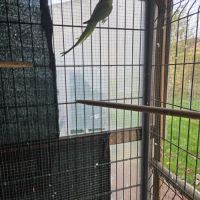 Perruche a collier mâle #2