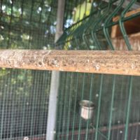 Perruche a collier mâle #3