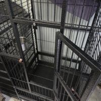 Perruche a collier mâle #4