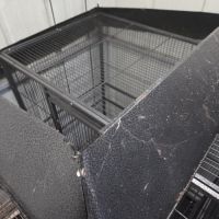 Perruche a collier mâle #6